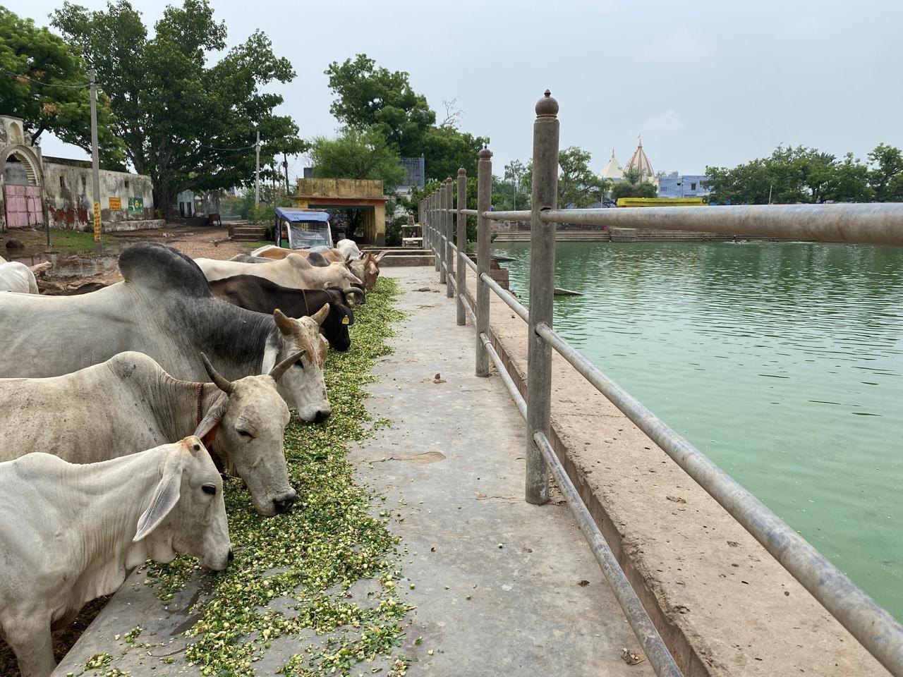 Cows by the kunda