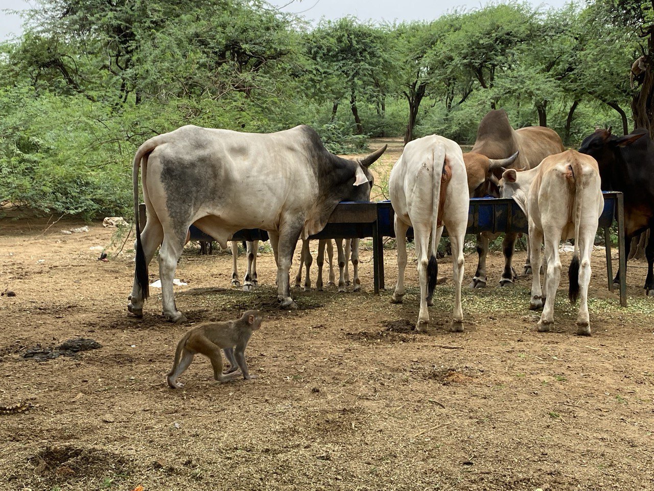 Cows waiting