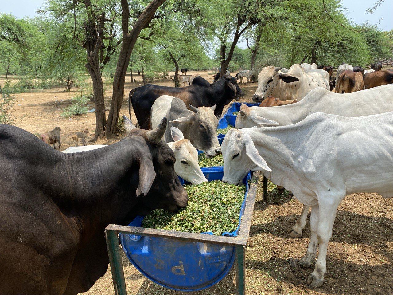 Feeding cows at Govardhan