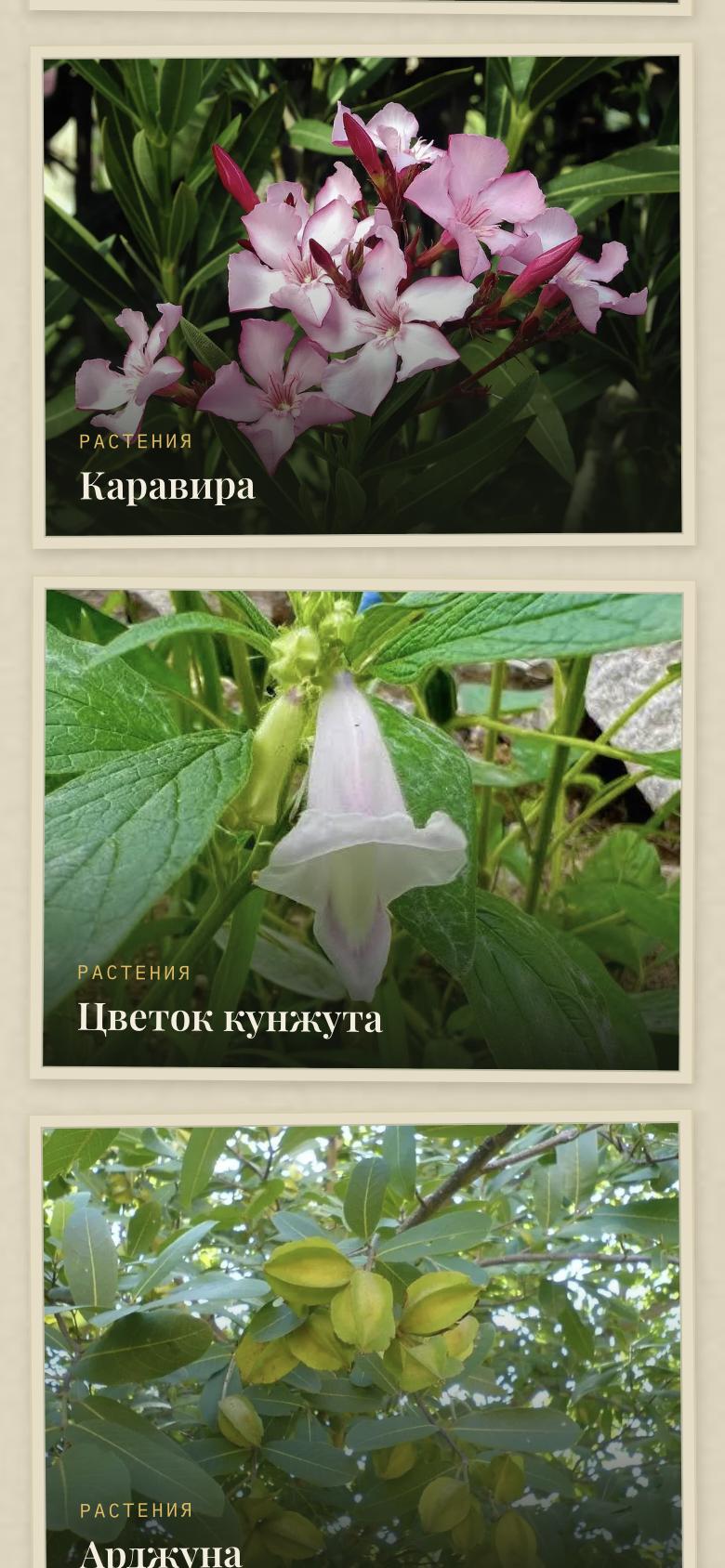 Карточки растений