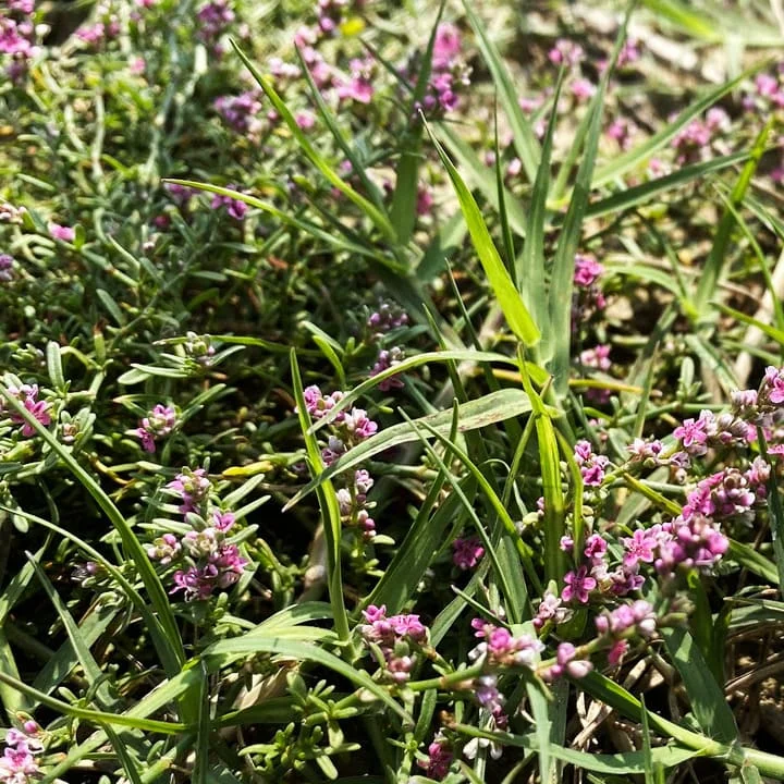 Восстановление почвы